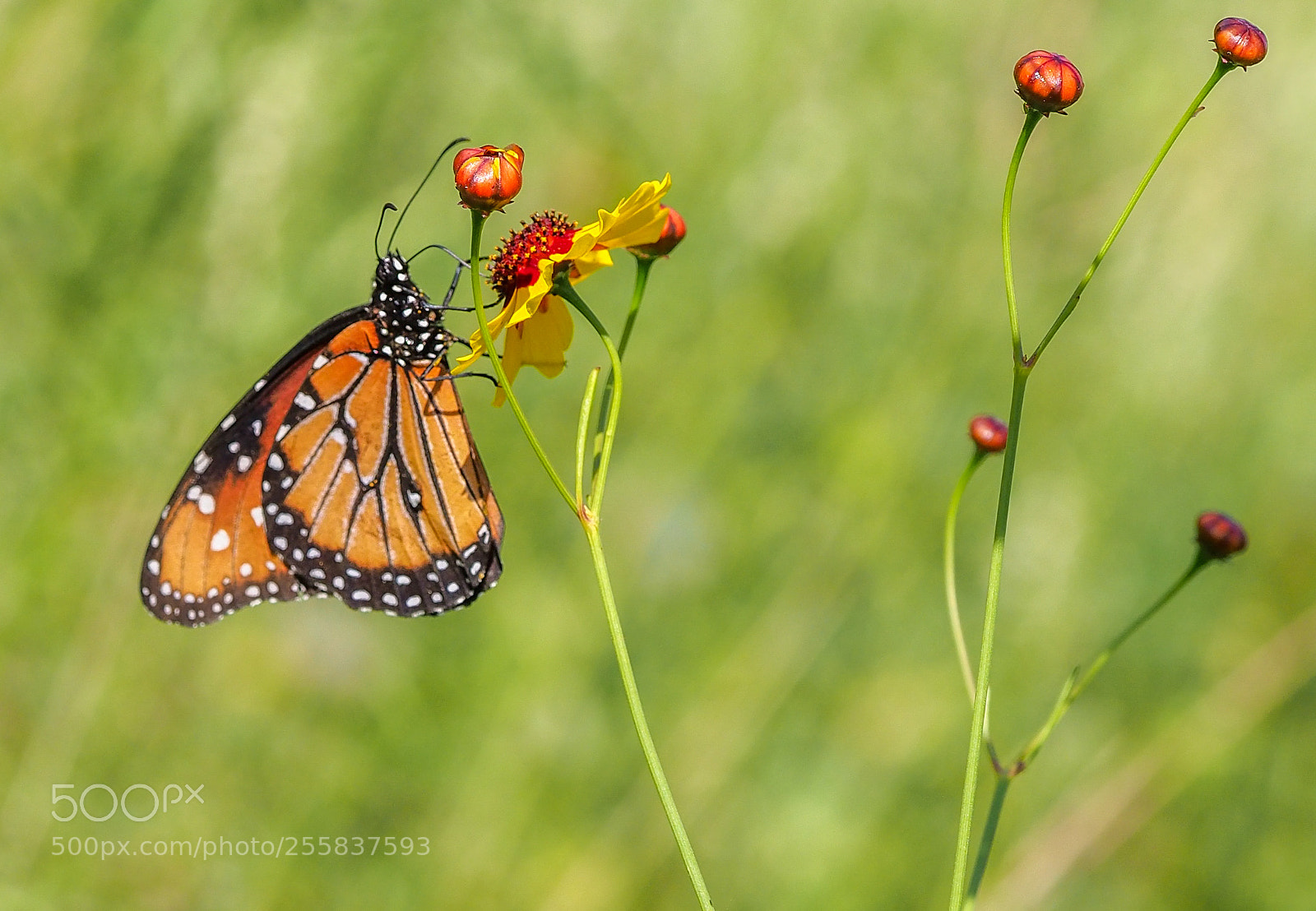 Olympus OM-D E-M1 Mark II sample photo. Butterfly photography