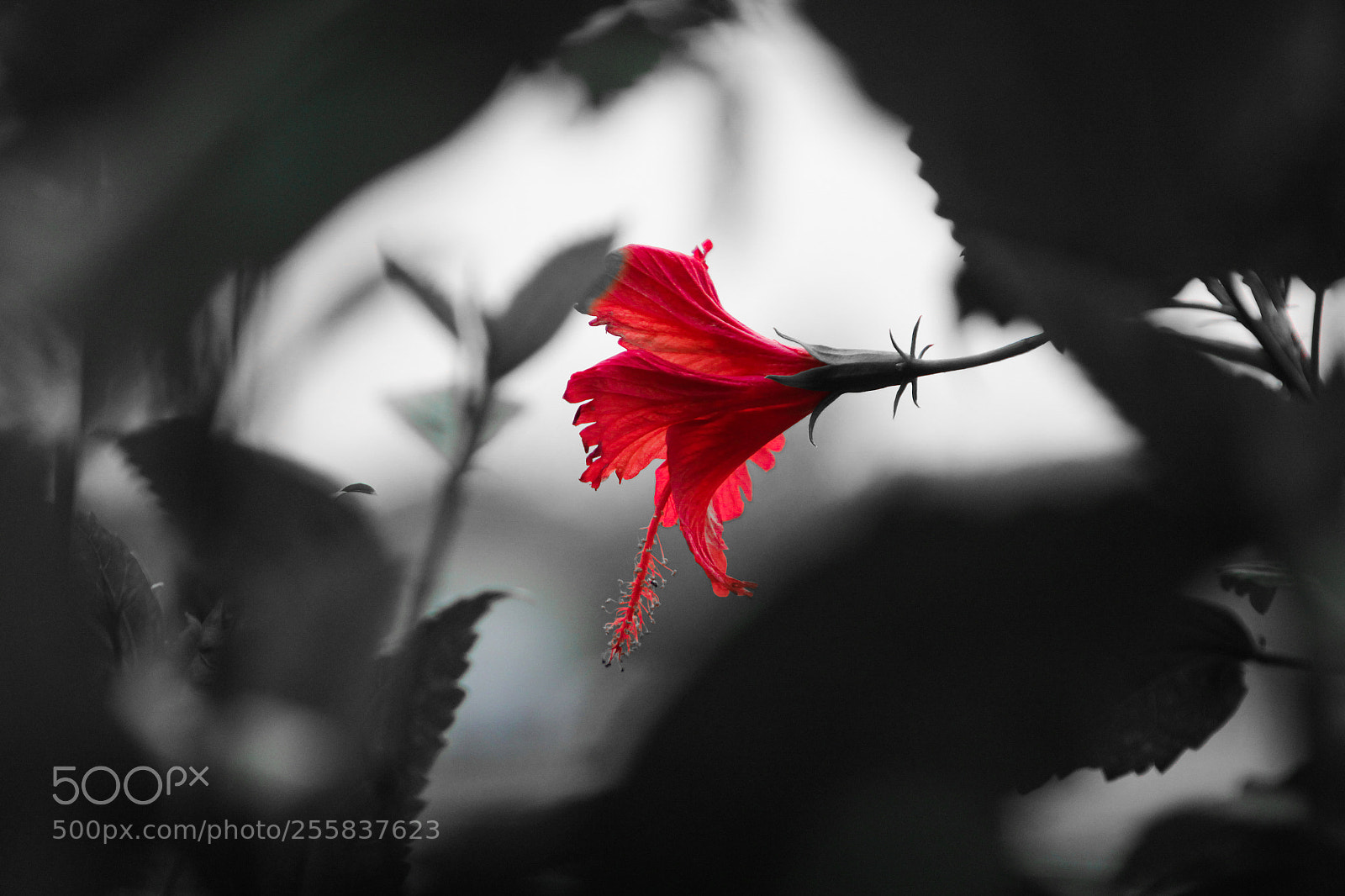 Canon EOS 60D sample photo. Hibiscus - the rose photography