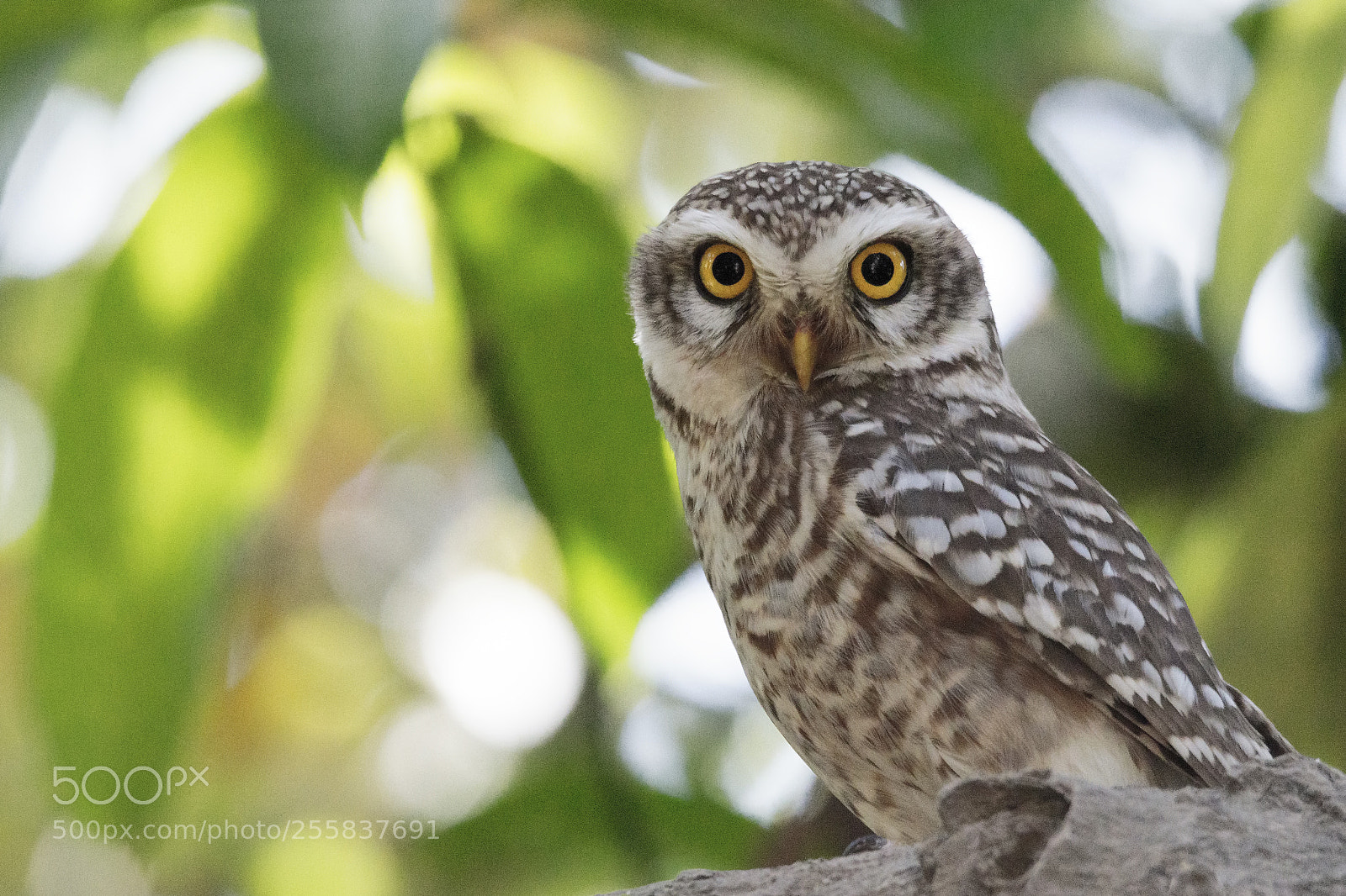 Canon EOS 7D Mark II sample photo. Spotted owlet photography