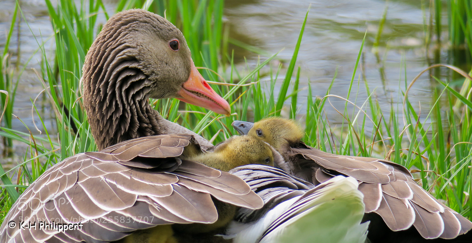 Canon PowerShot G3 X sample photo. Vellmar germany , ahnepark photography