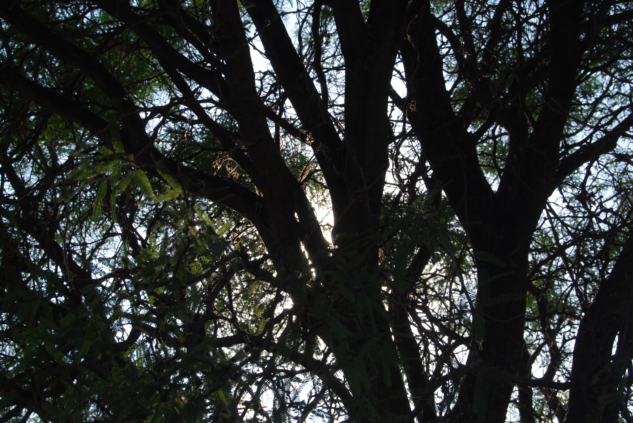 Nikon D40X sample photo. Sun photography