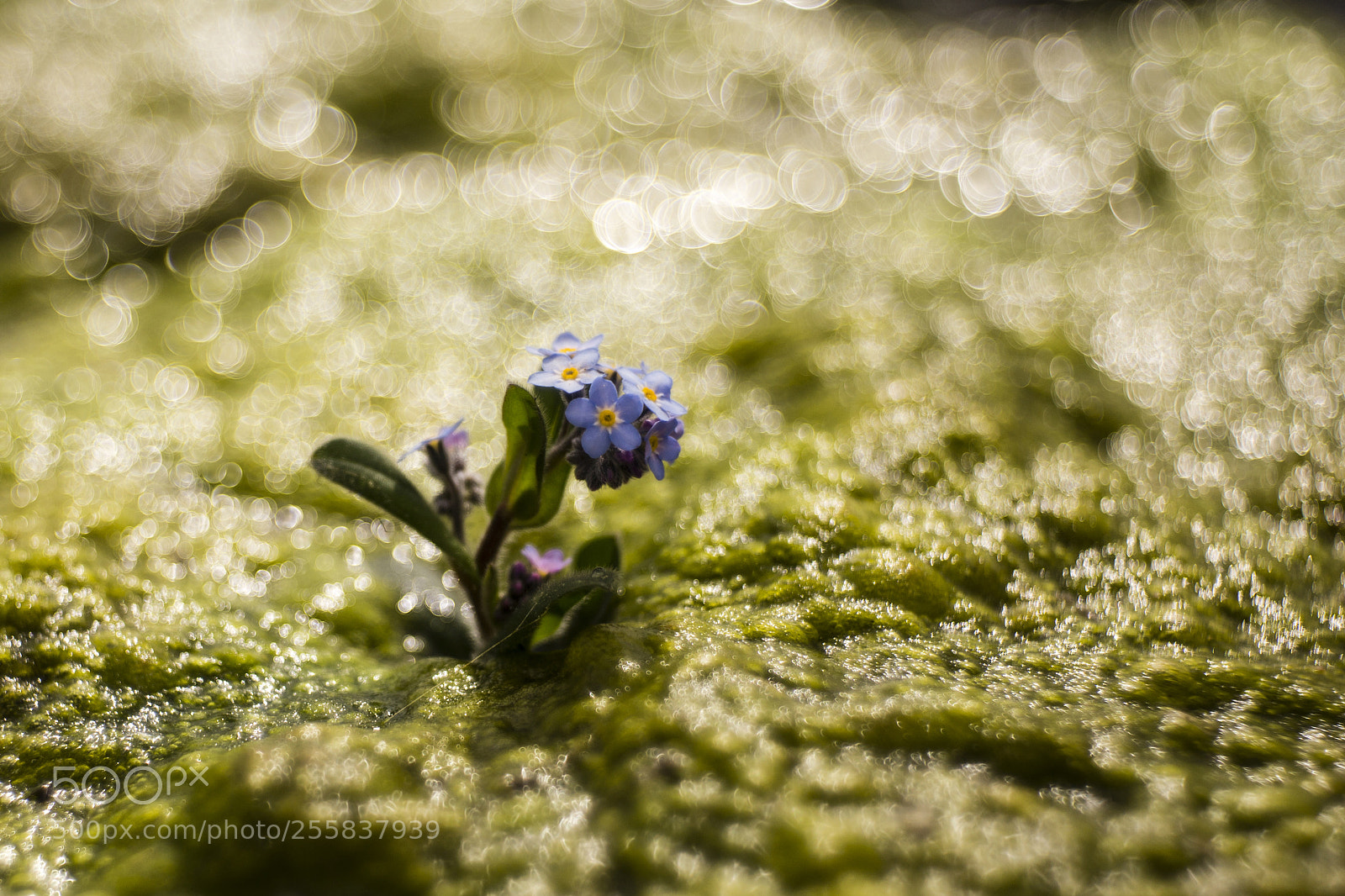 Canon EOS 6D sample photo. Blue photography