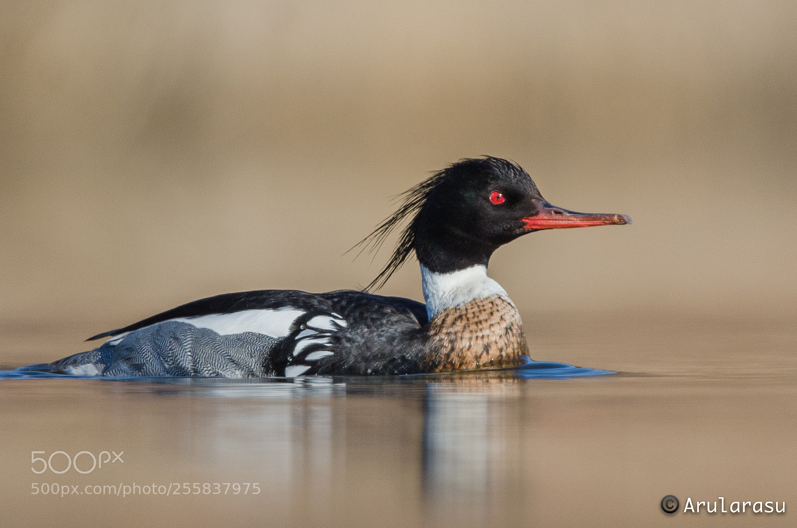 Nikon D7000 sample photo. Red-breasted merganser photography