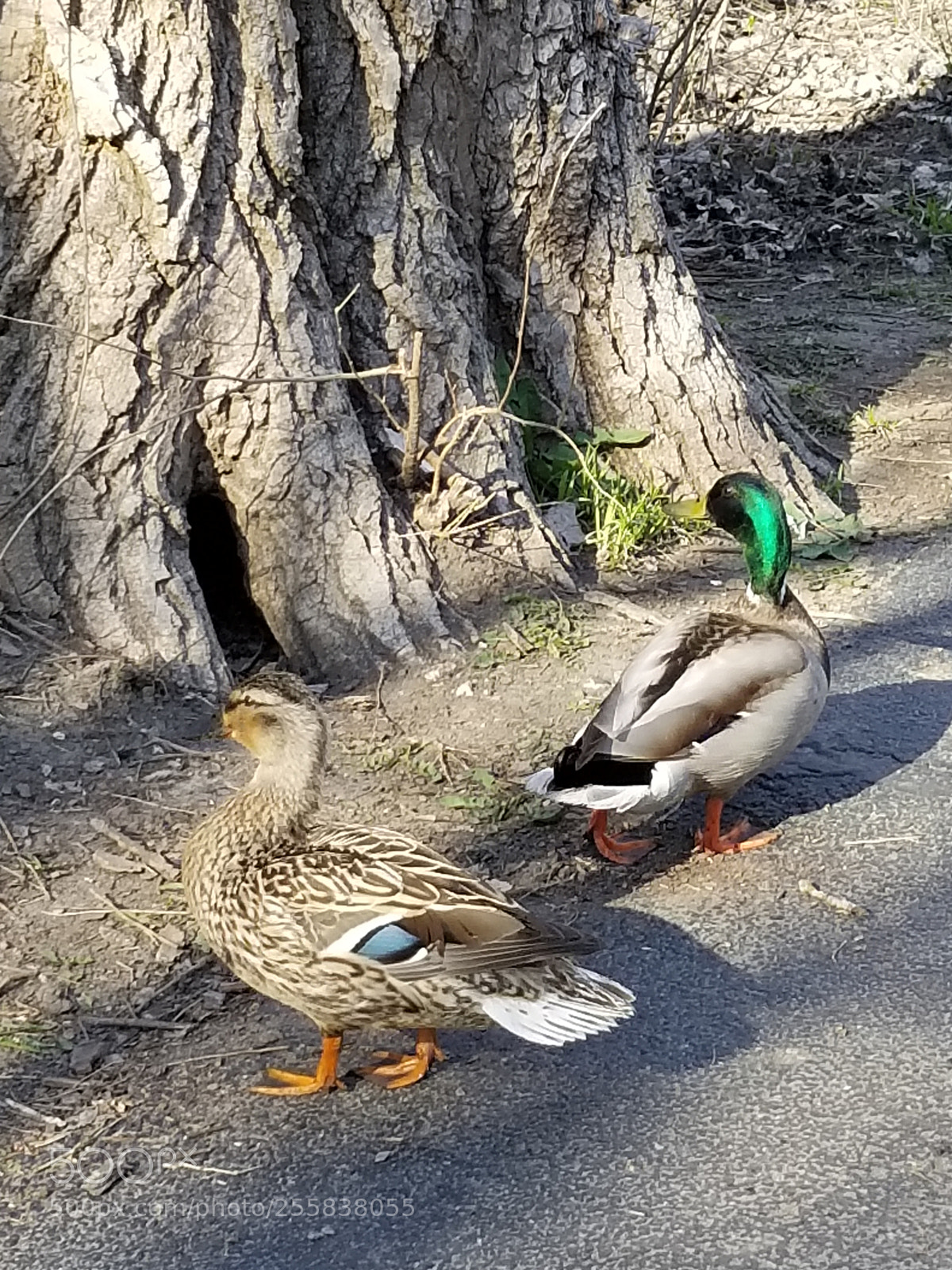Samsung Galaxy S8 sample photo. Quack quack photography