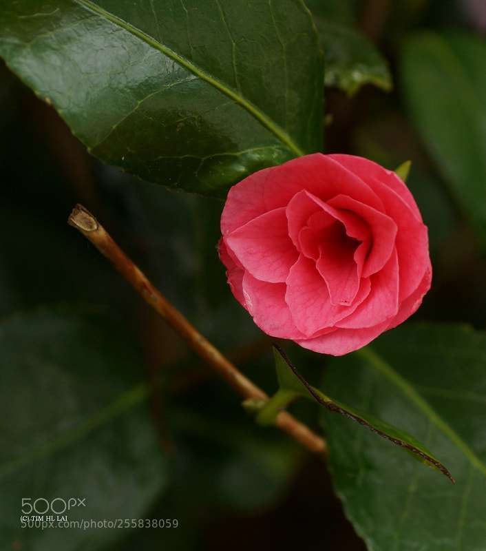 Sony SLT-A77 sample photo. Resilient flower photography