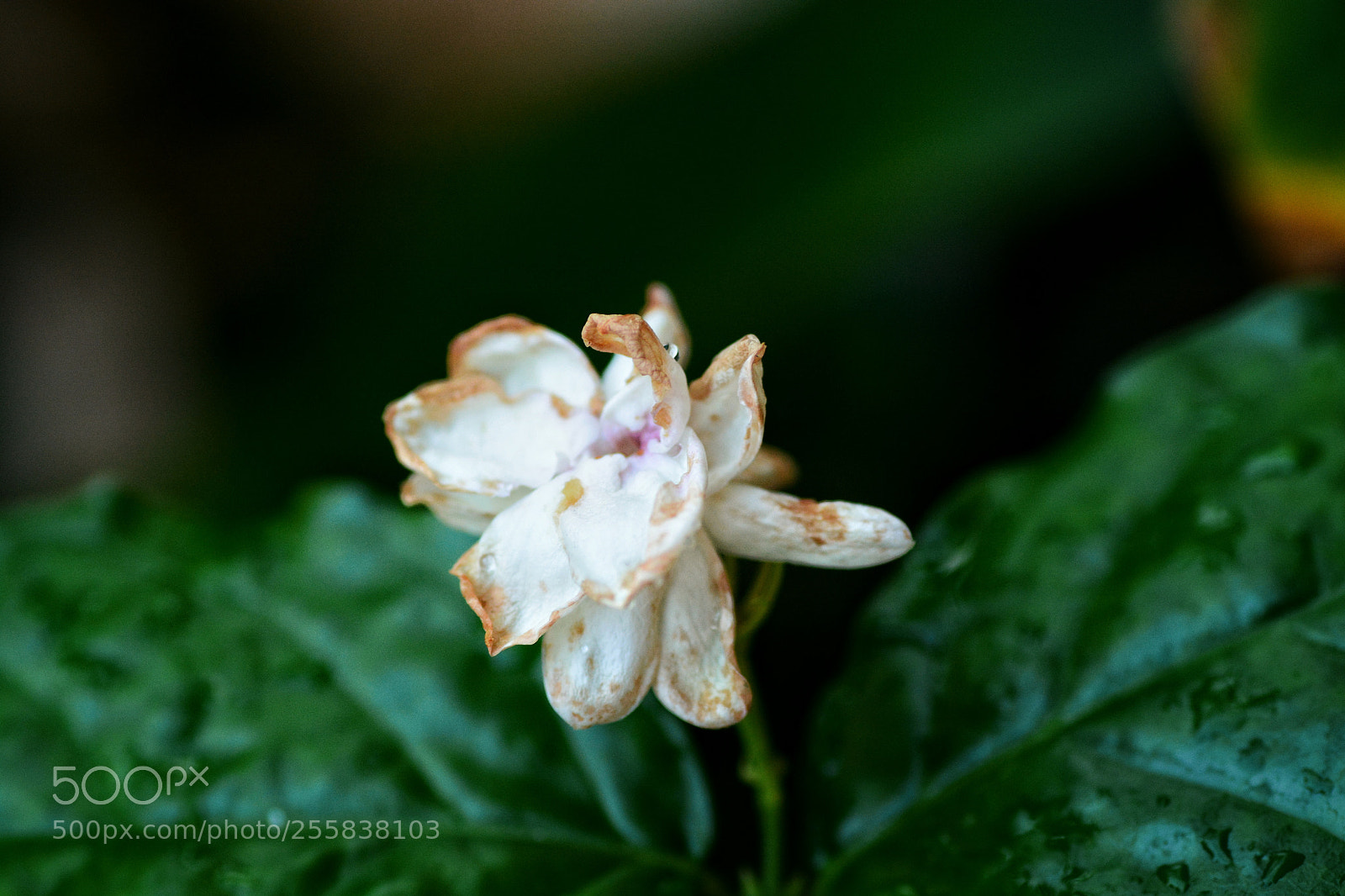 Nikon D7100 sample photo. Untitled photography