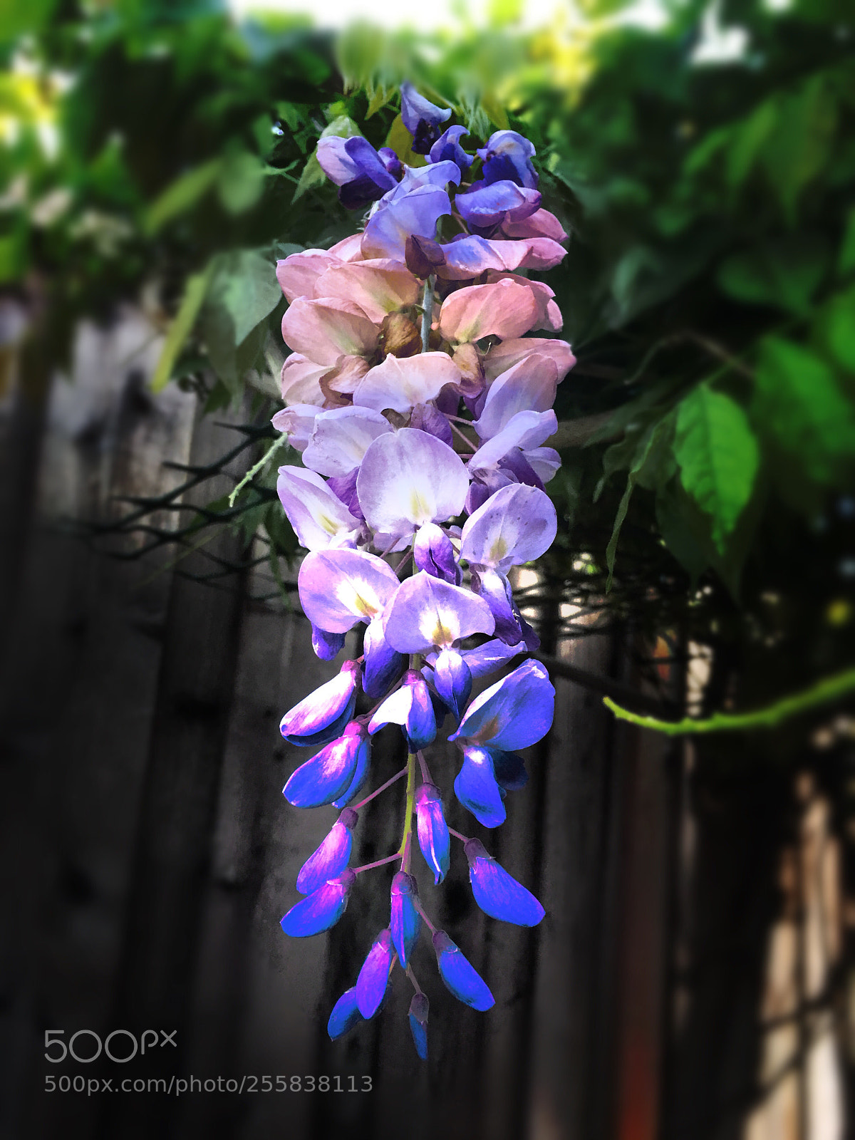 Apple iPhone SE sample photo. Purple flowers photography
