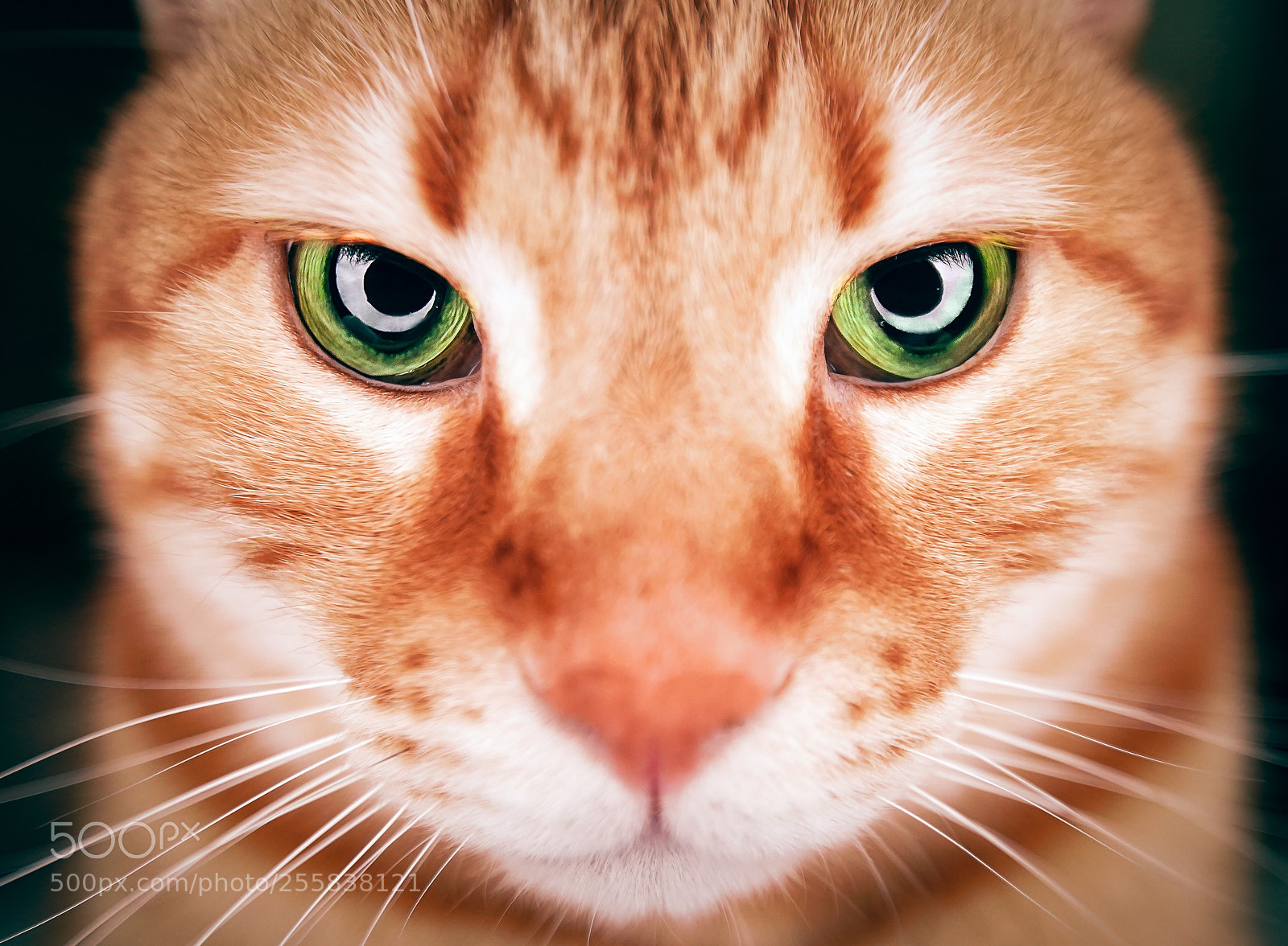 Sony a9 sample photo. Staring contest with my photography