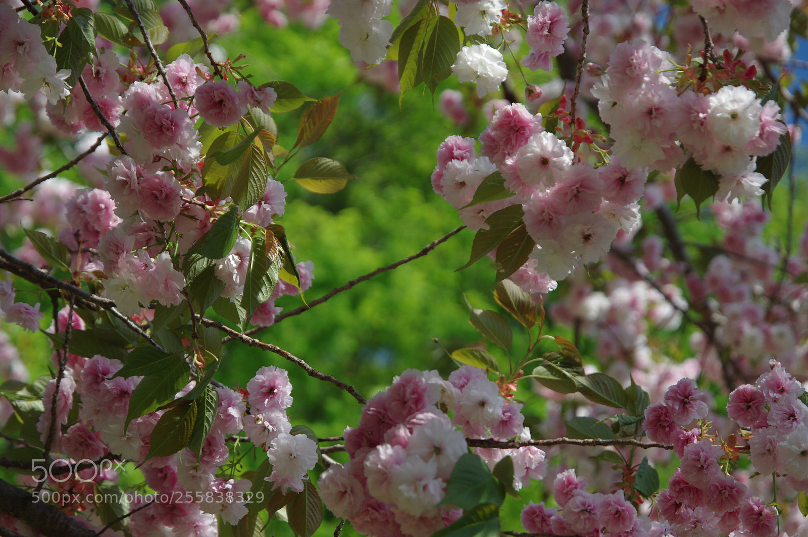 Pentax K-3 II sample photo. Sakura with fresh green  photography