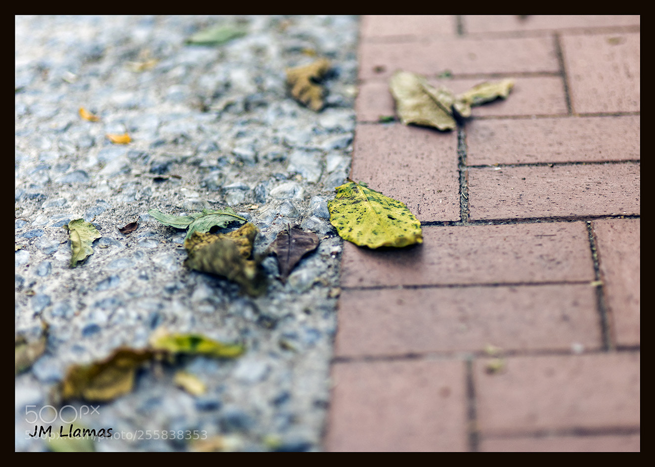Nikon D610 sample photo. Hojas photography