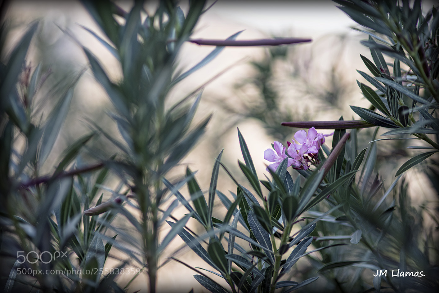 Nikon D610 sample photo. Villa photography