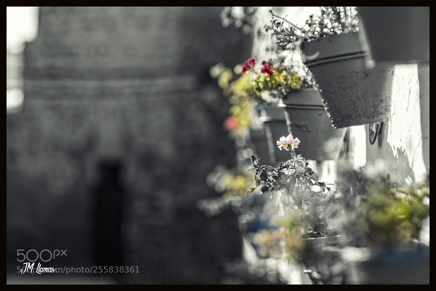 Nikon D610 sample photo. Villa bnc photography