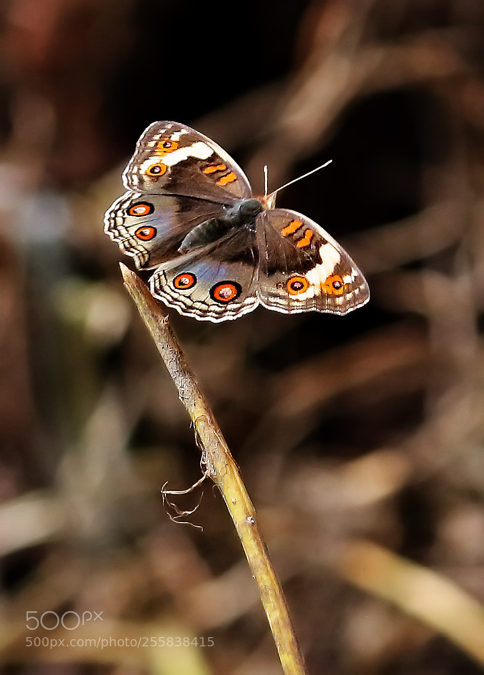 Canon EOS 700D (EOS Rebel T5i / EOS Kiss X7i) sample photo. Flying butter photography