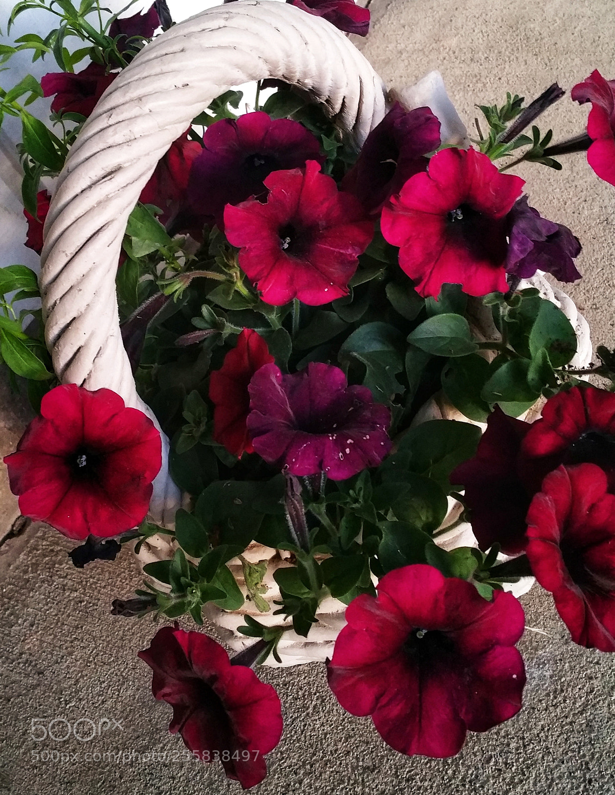 Samsung Galaxy Note4 sample photo. Basket of beauty photography