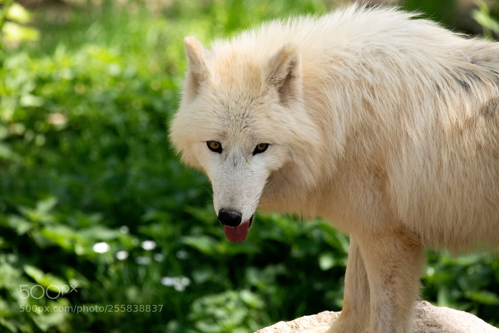 Canon EOS 6D Mark II sample photo. Loup blanc photography
