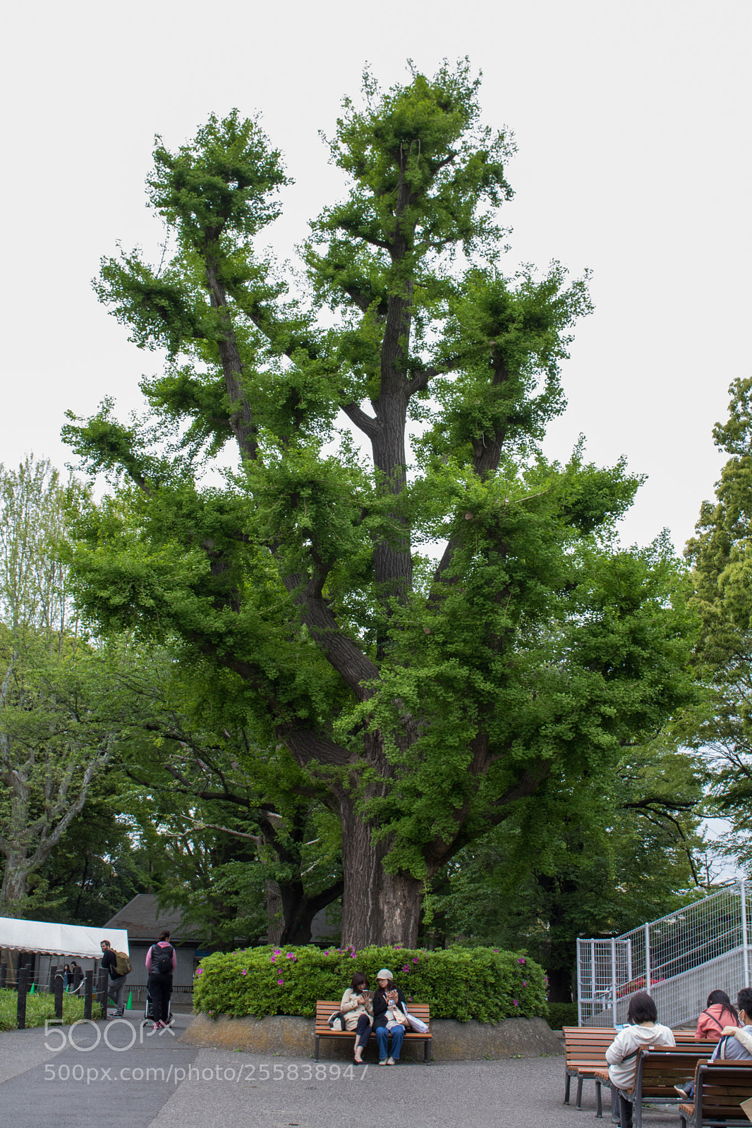Canon EOS 750D (EOS Rebel T6i / EOS Kiss X8i) sample photo. Tree photography