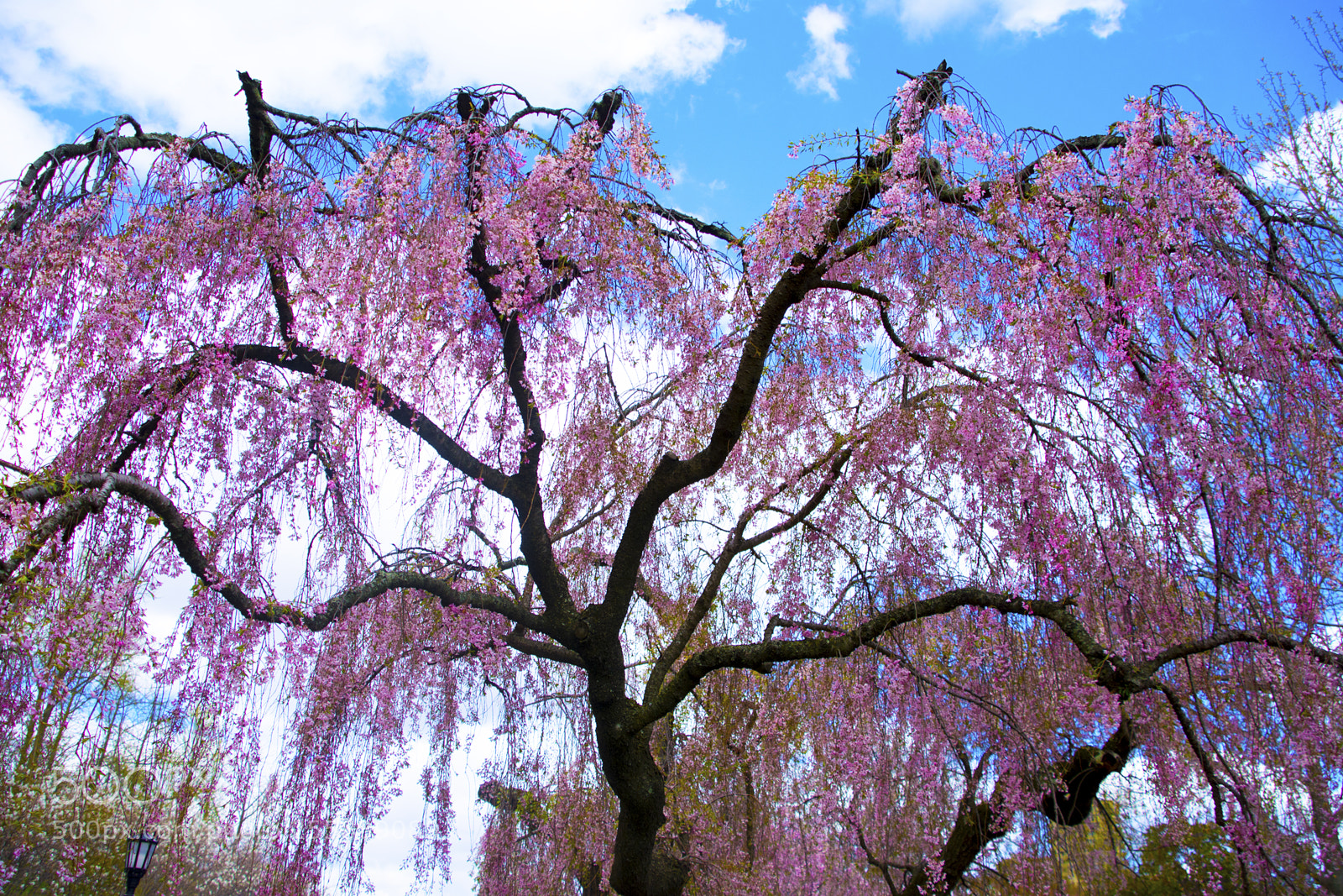 Nikon D7200 sample photo. Spring colors photography