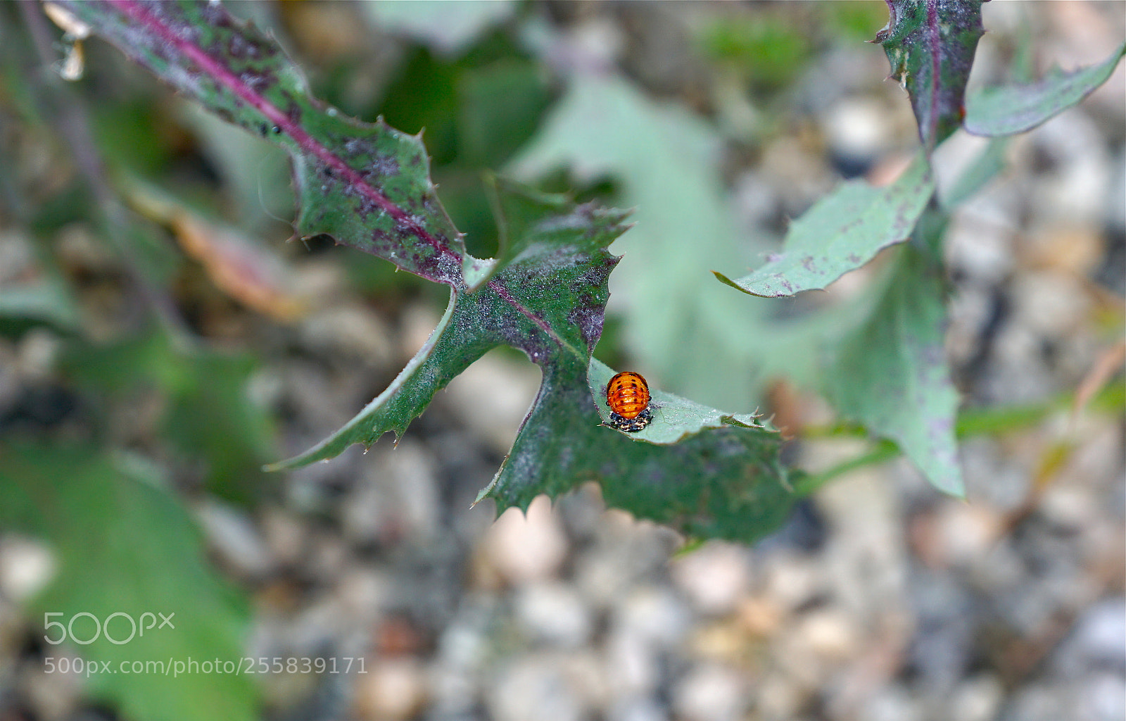 Sony ILCA-77M2 sample photo. Ladybug larvae, top view photography