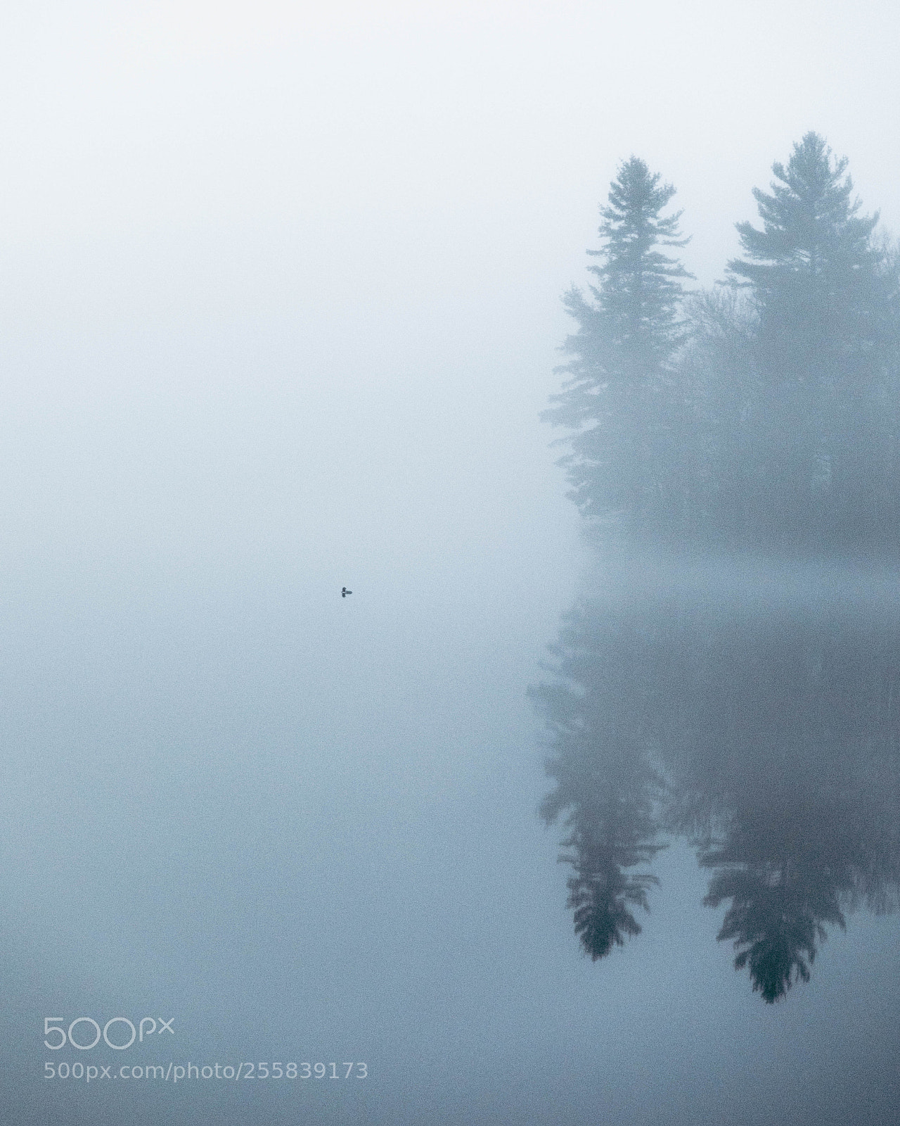 Canon EOS 5D Mark IV sample photo. Thick fog photography