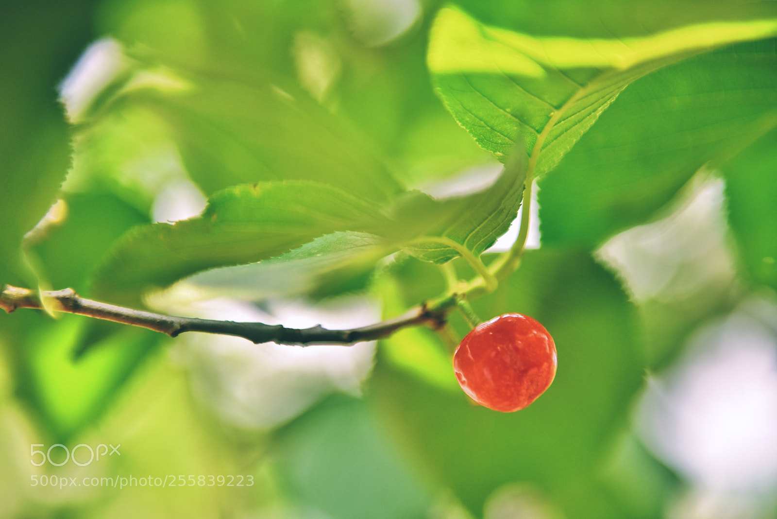 Nikon D810 sample photo. Cherry photography