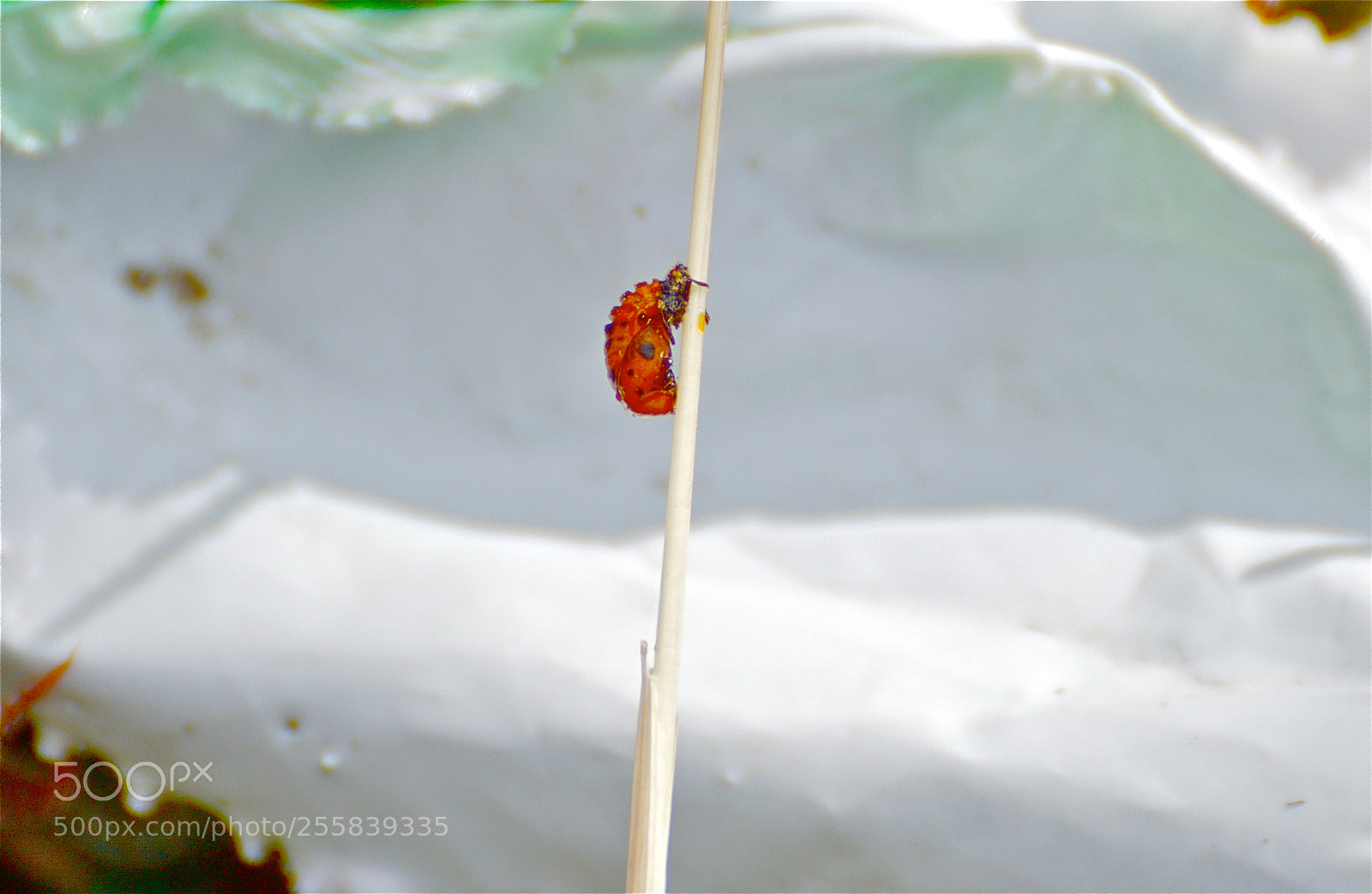 Sony ILCA-77M2 sample photo. Metamorphosis, side view photography