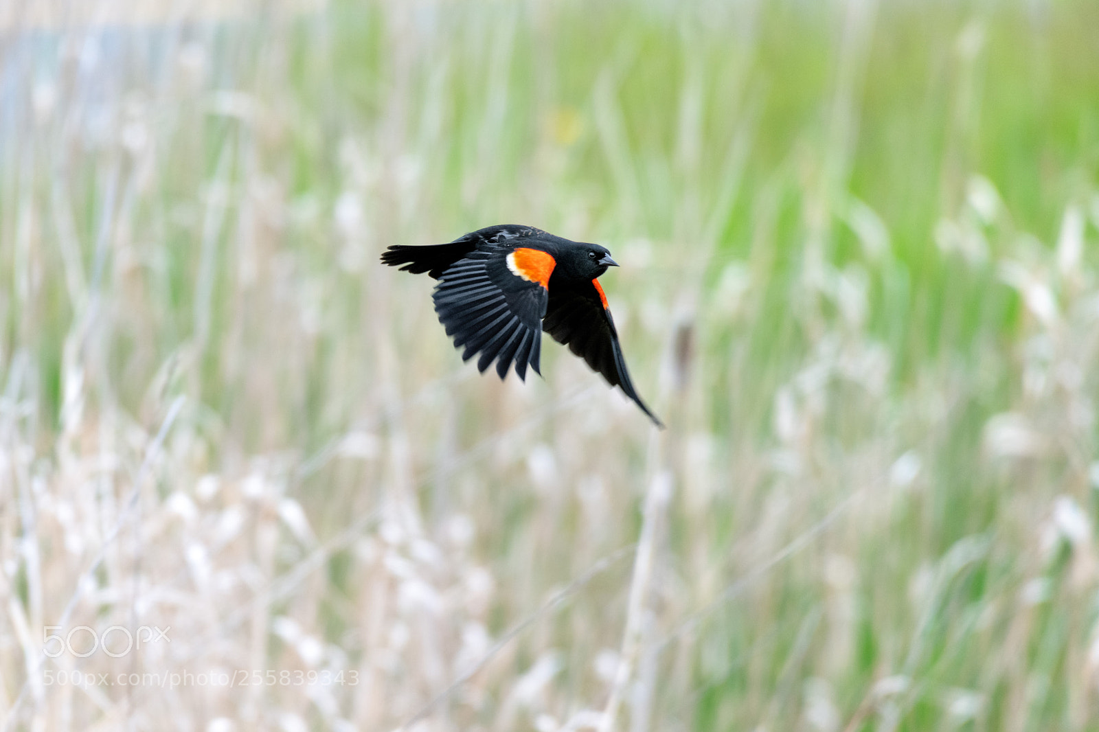 Nikon D850 sample photo. Red wing blackbird photography