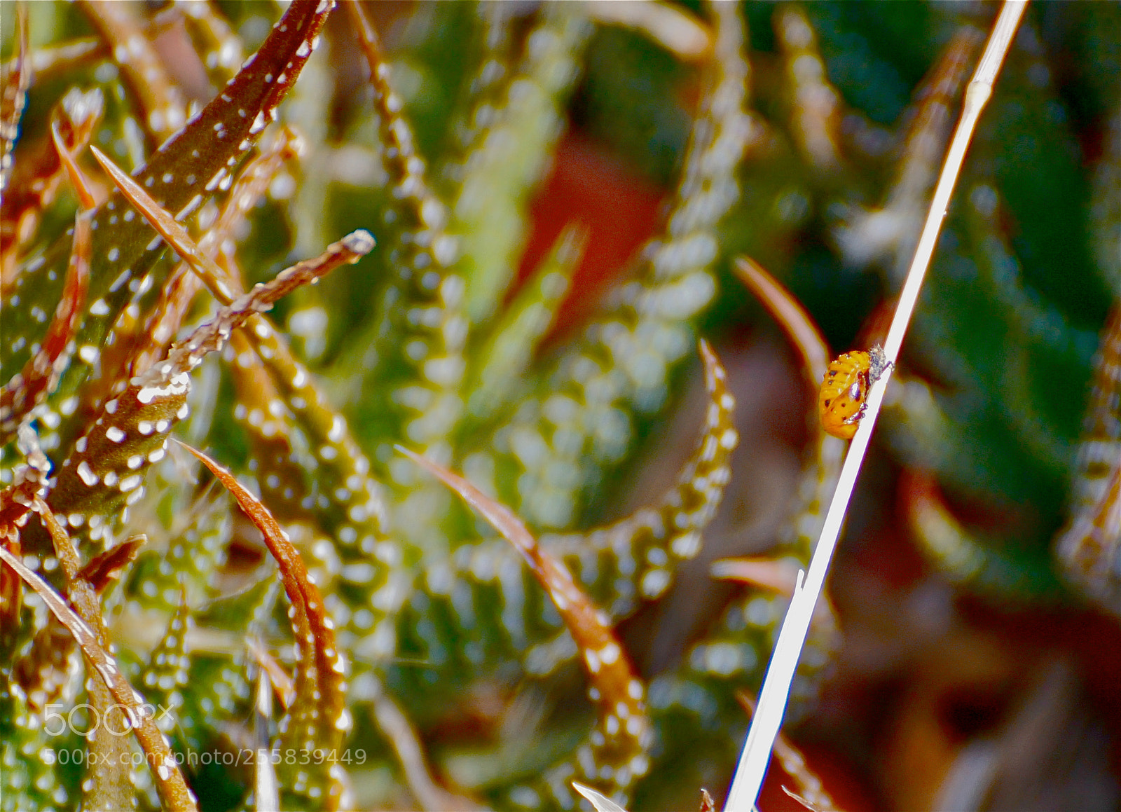 Sony ILCA-77M2 sample photo. Ladybird among the succulents photography