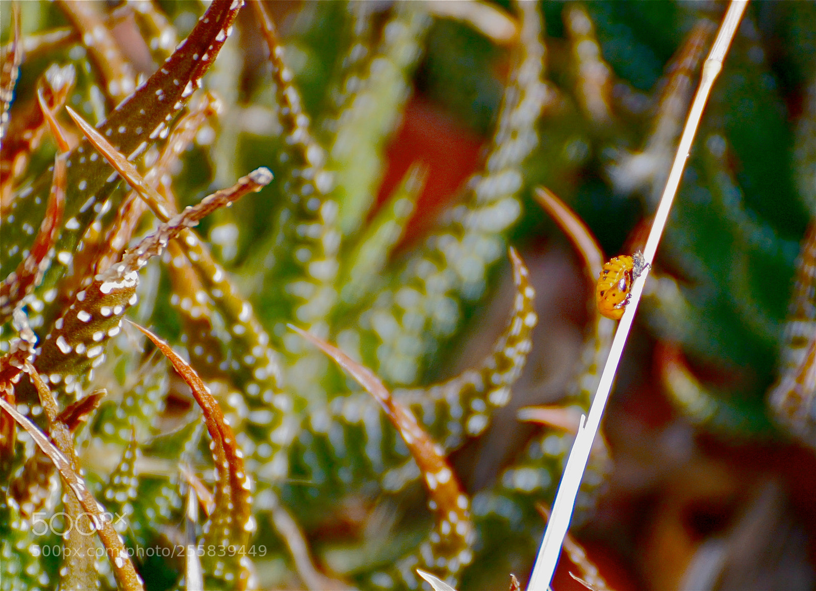 Sony ILCA-77M2 sample photo. Ladybird among the succulents photography