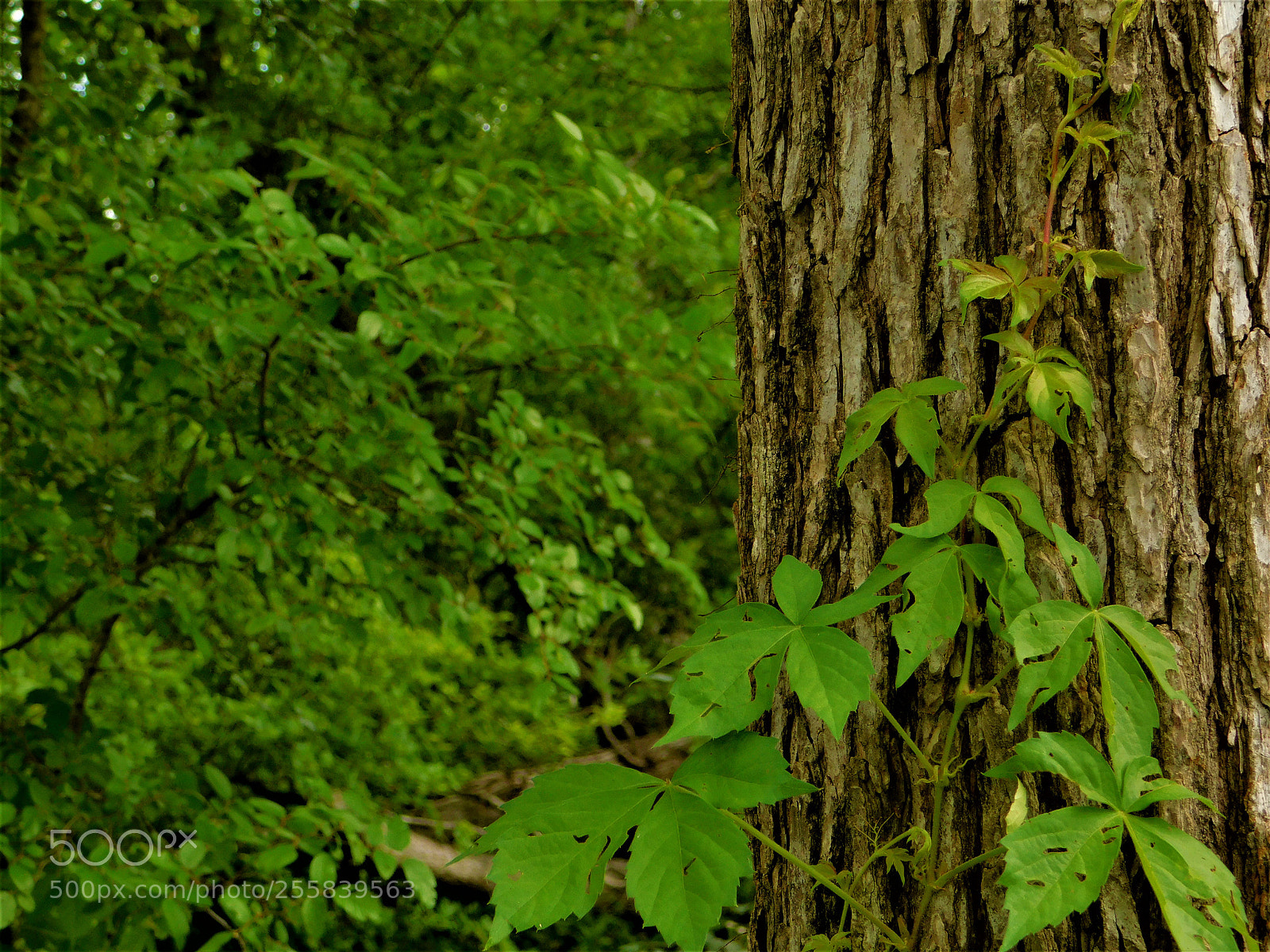Nikon Coolpix B500 sample photo. () photography