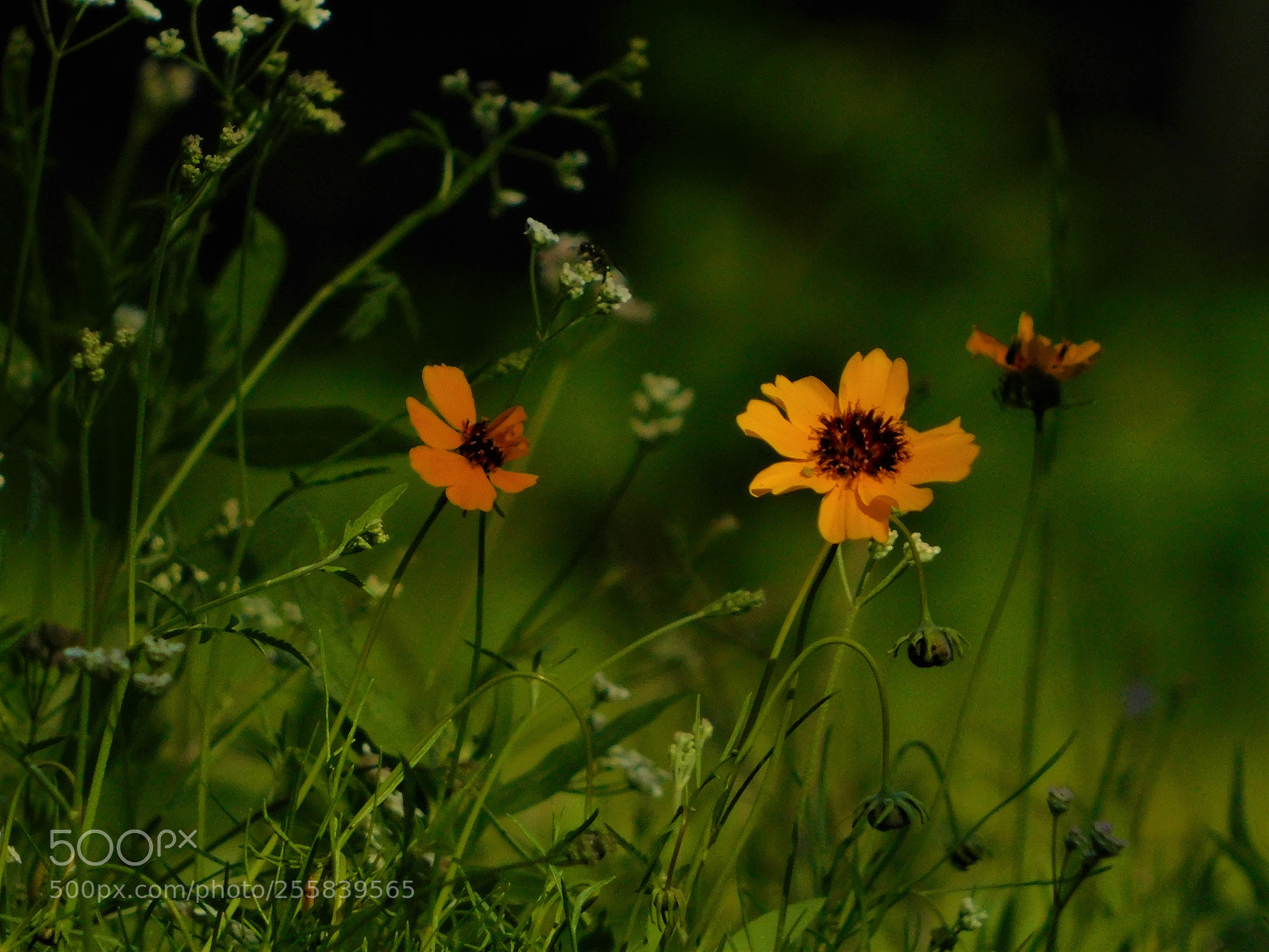 Nikon Coolpix B500 sample photo. () photography
