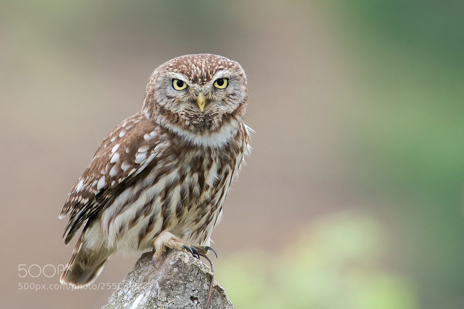 Sony a7R II sample photo. Little owl photography