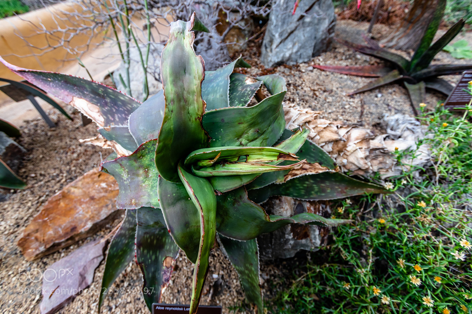 Canon EOS 80D sample photo. Aloe reynoldsii photography