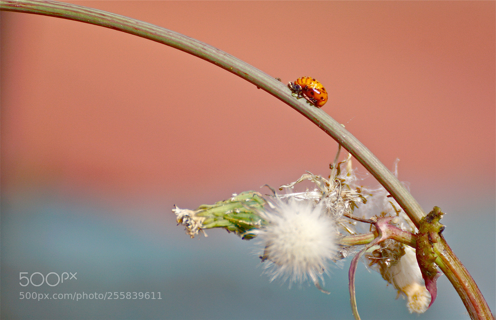 Sony ILCA-77M2 sample photo. Ladybug with pollen, on photography