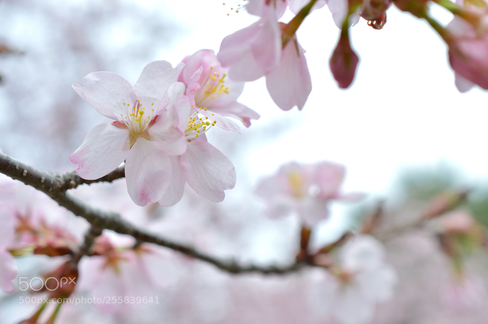Nikon D3200 sample photo. ✿･ﾟspring pink ✿･ﾟ photography