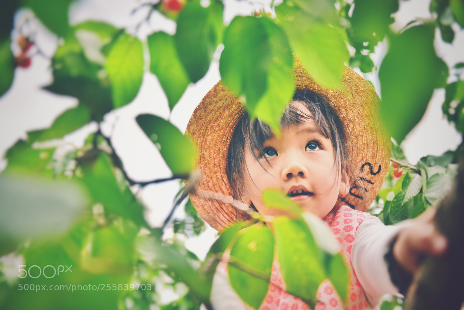Nikon D810 sample photo. Cherry-picking photography