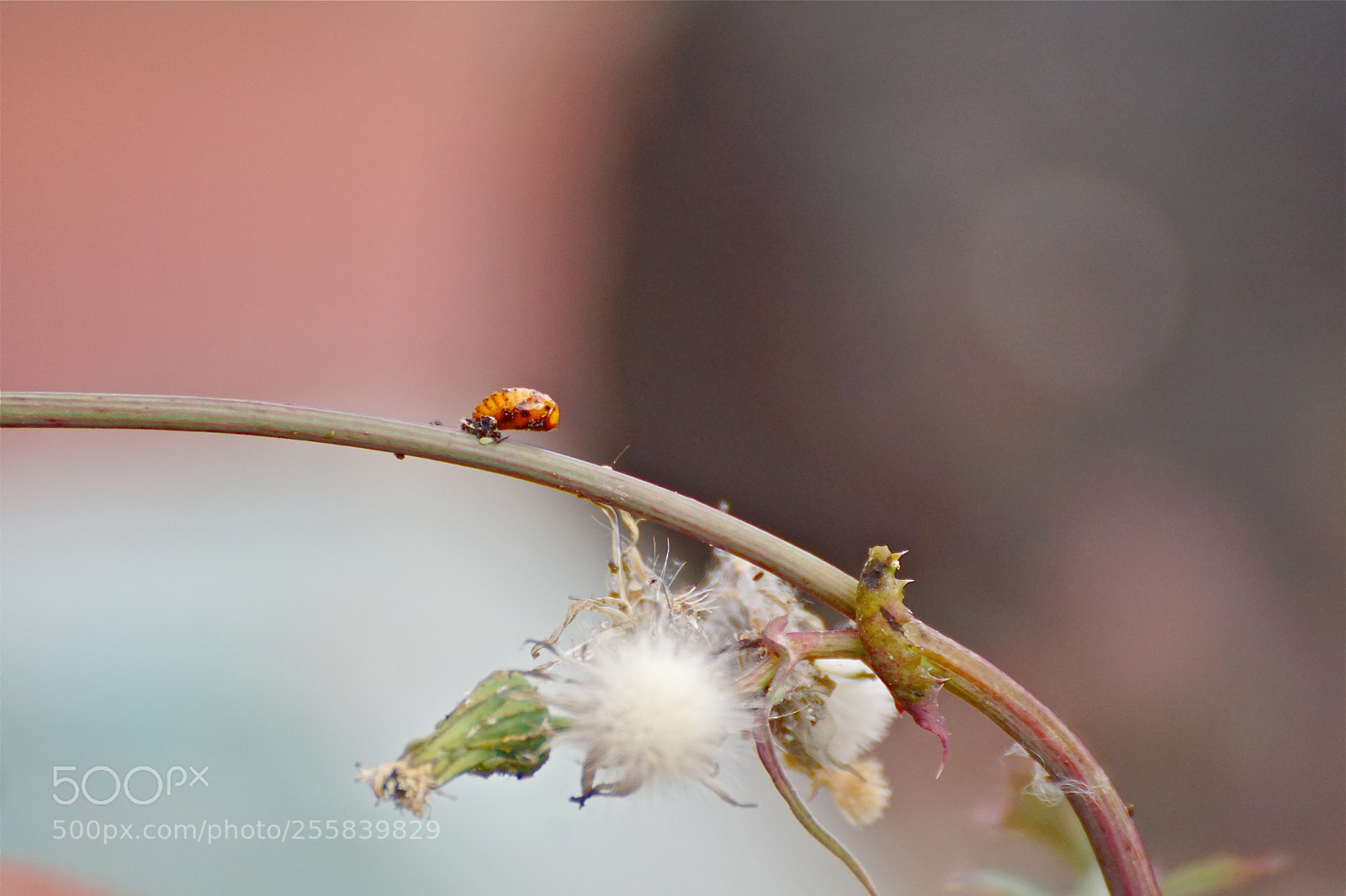 Sony ILCA-77M2 sample photo. Shake it off photography