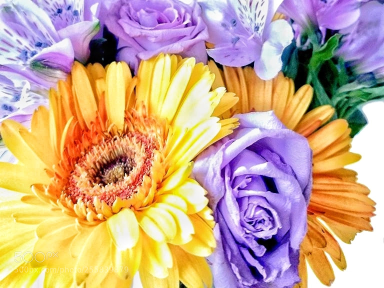Samsung Galaxy S8+ sample photo. Sunflower_purple_roses_003.jpg photography