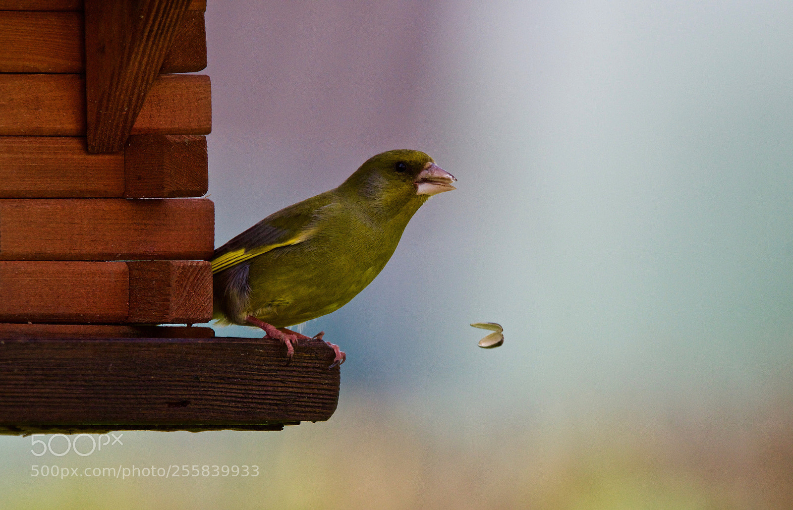 Nikon D500 sample photo. Verdier  photography