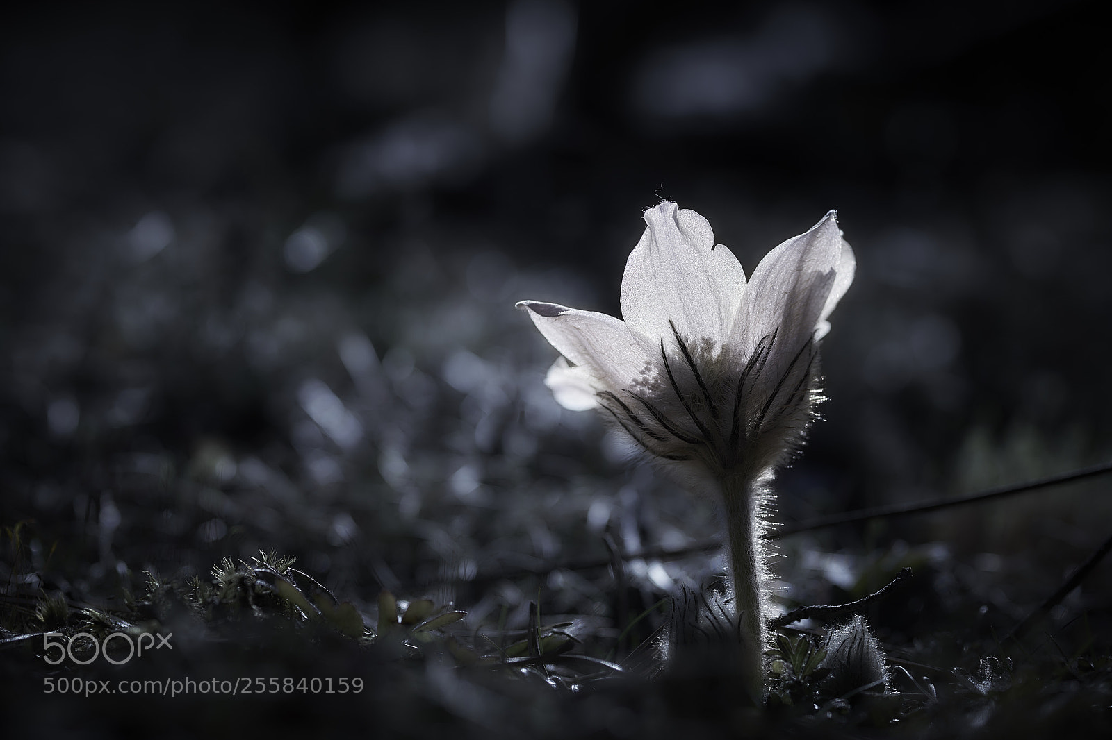 Nikon D850 sample photo. Enlighten me photography