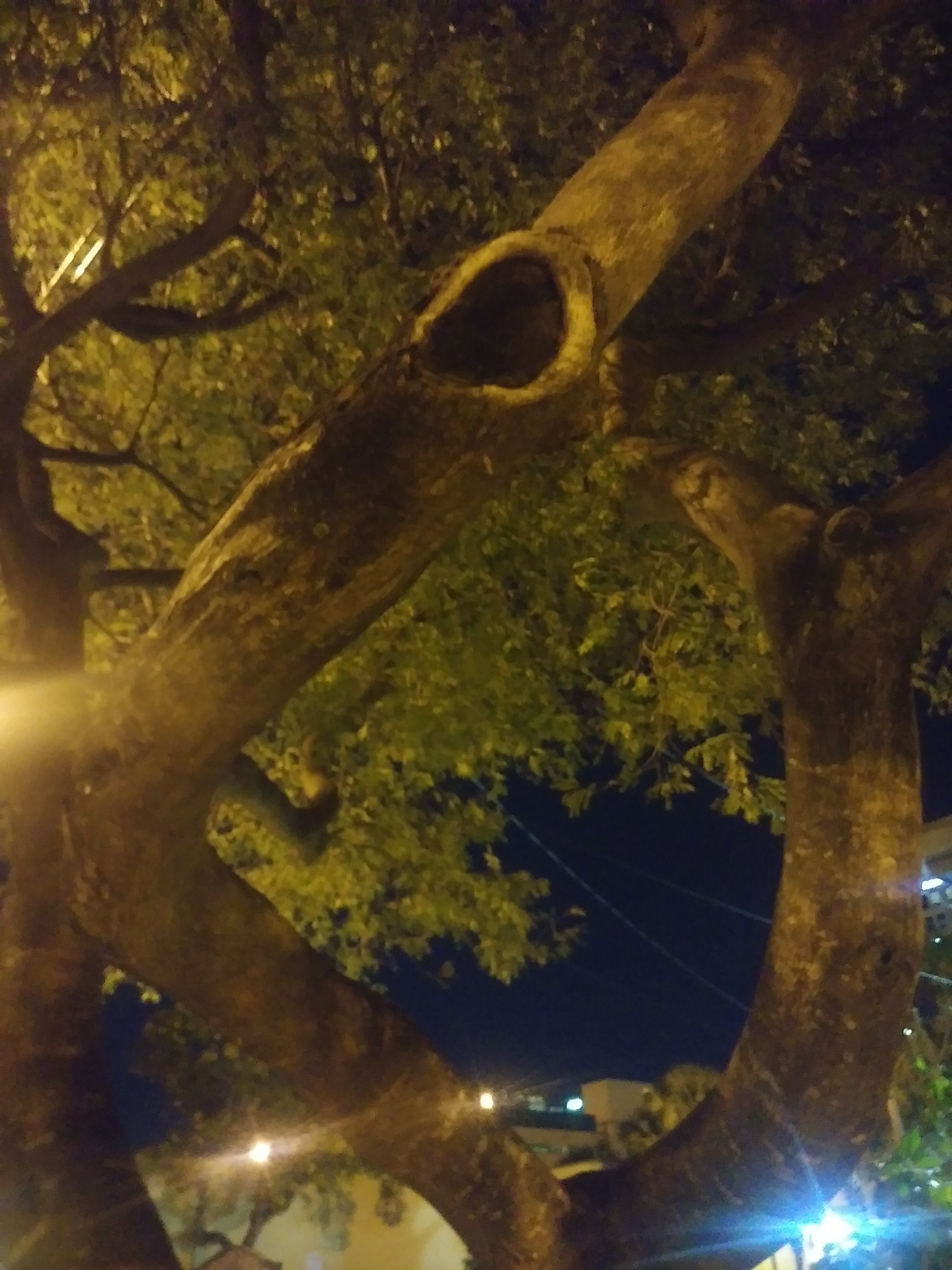 LG STYLO 3 PLUS sample photo. Night tree photography