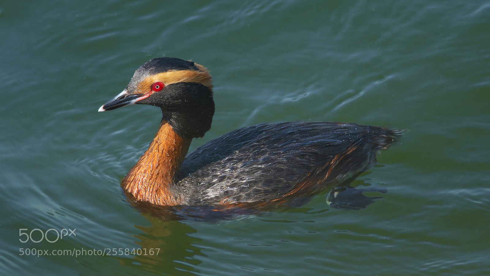 Nikon D800E sample photo. Horned grebe photography