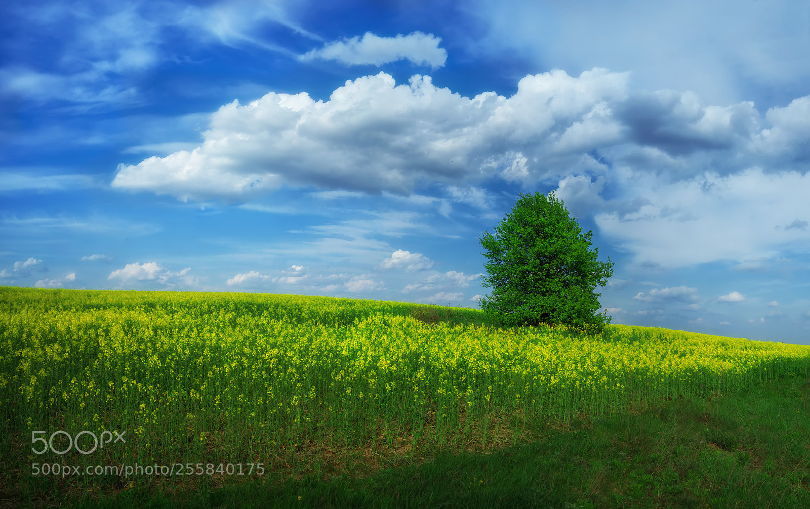 Nikon D800E sample photo. Spring field photography
