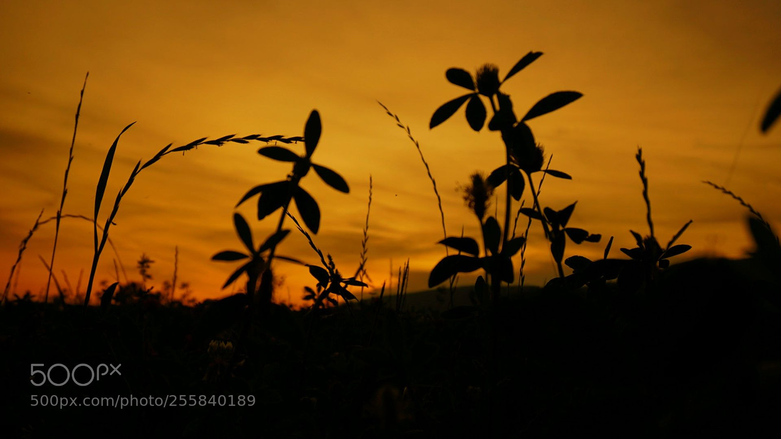 Sony a6300 sample photo. Good morning photography