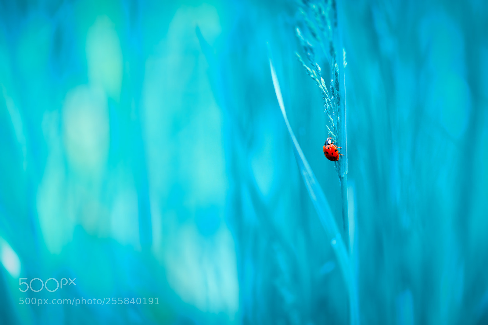 Nikon D800 sample photo. Early summer photography