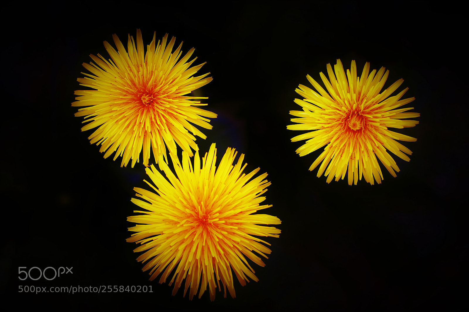 Canon EOS 60D sample photo. Dandelion －－ 婆婆丁 photography