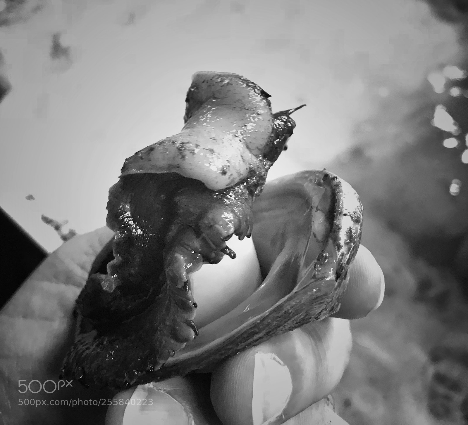 Apple iPhone 7 Plus sample photo. Abalone farm we found photography