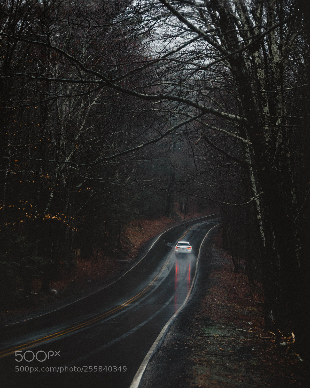 Canon EOS 5D Mark IV sample photo. The dark forest photography