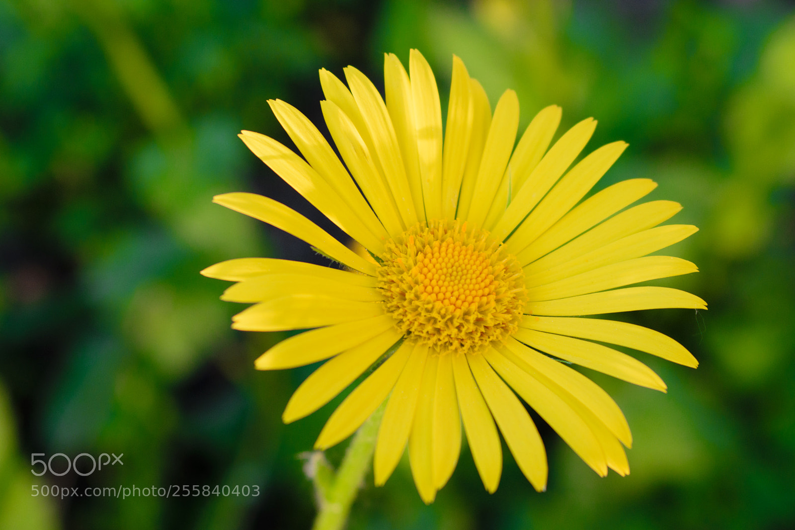 Nikon D5300 sample photo. Yellow chamomile photography