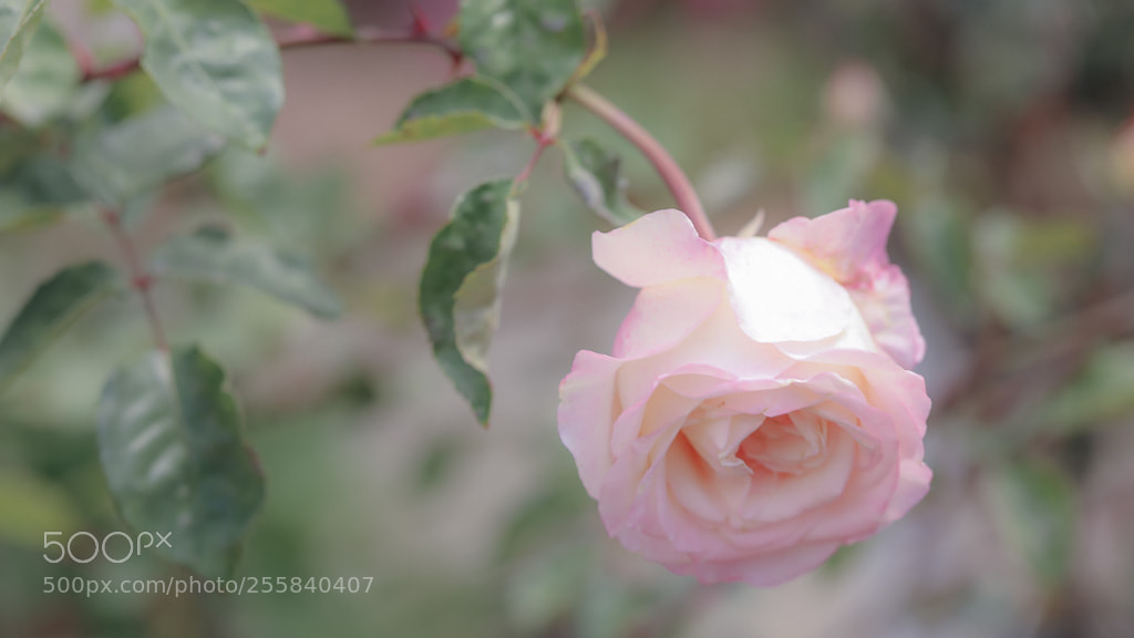 Canon EOS 5D Mark IV sample photo. Soft rose photography
