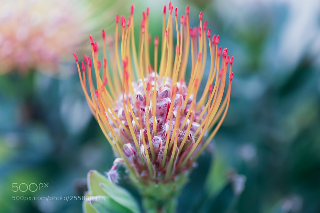 Canon EOS 5D Mark IV sample photo. Candy ribbon flower photography